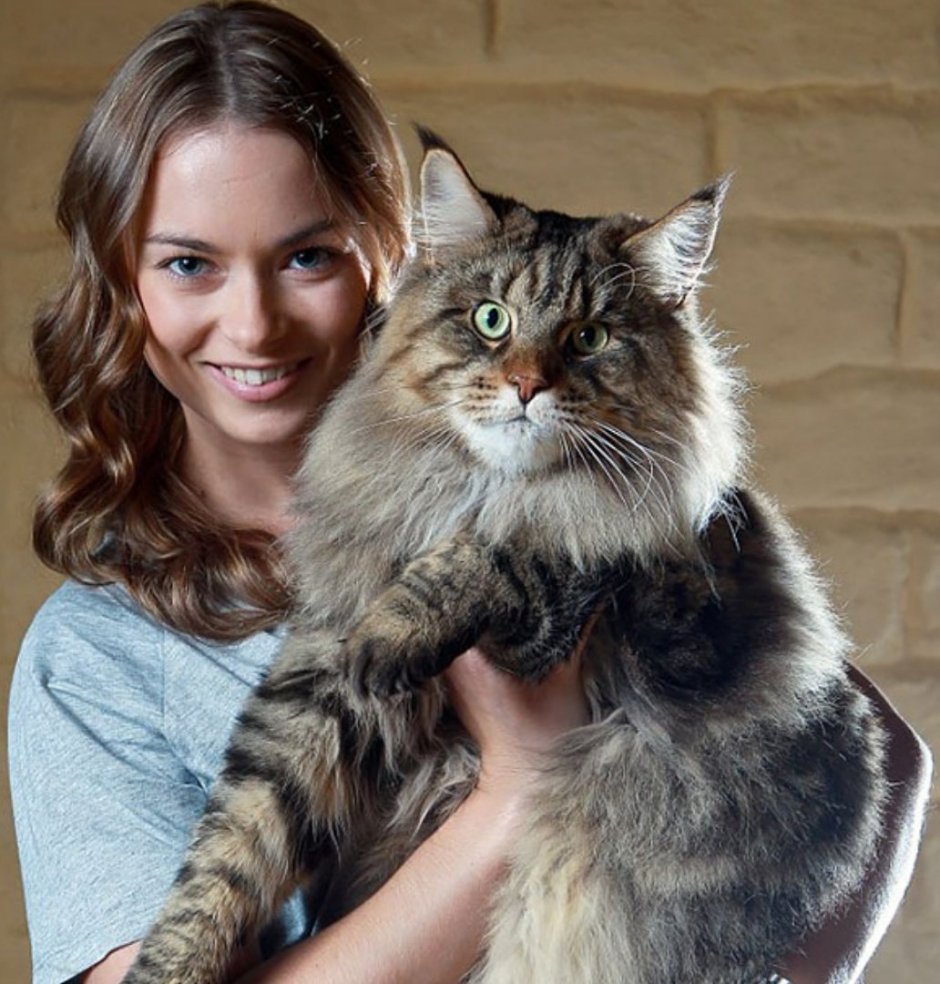 Мейн кун взрослый