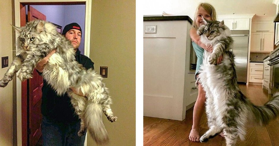 Самый большой Мейн кун Омар