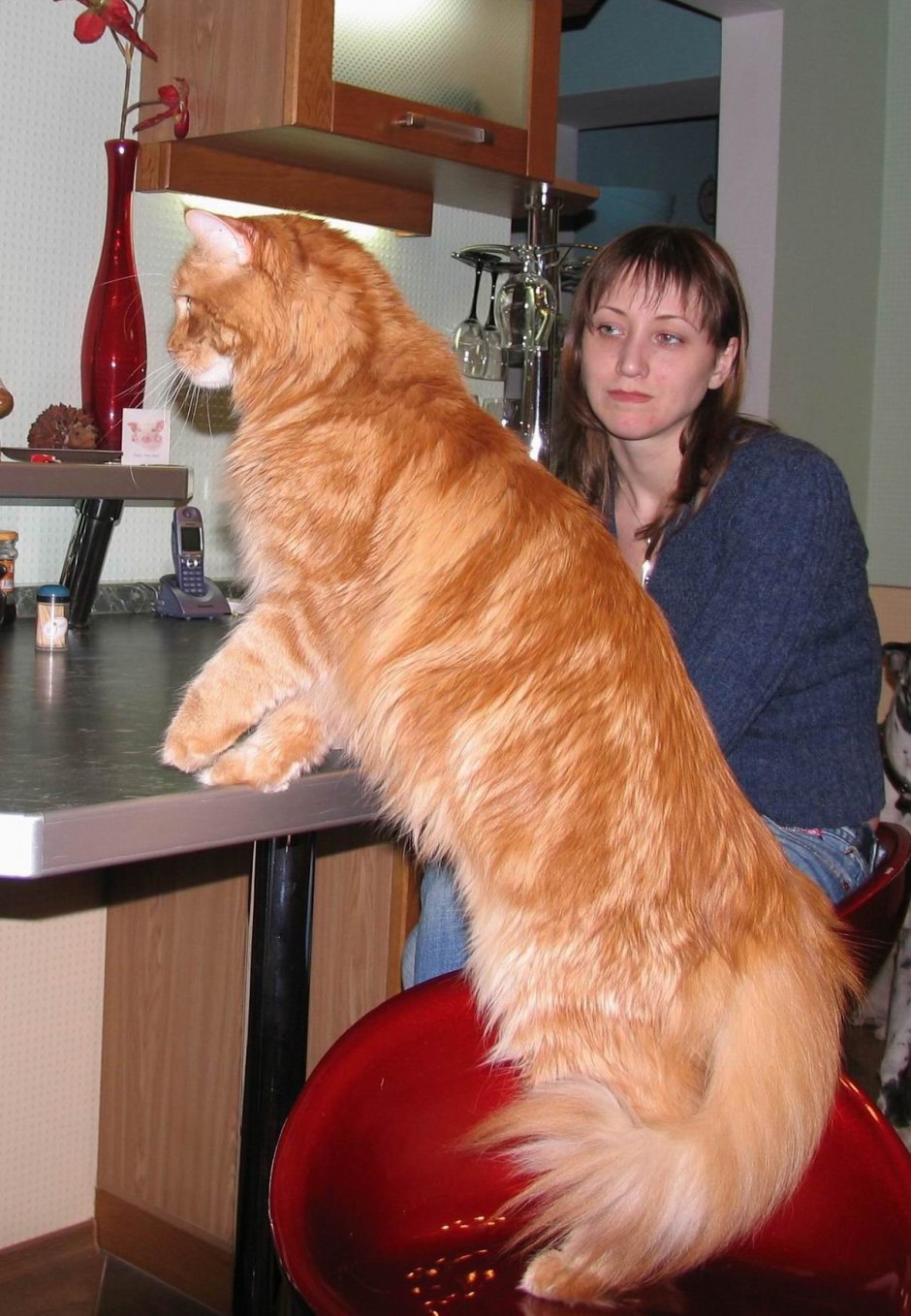 Кот Мейн кун белый большой