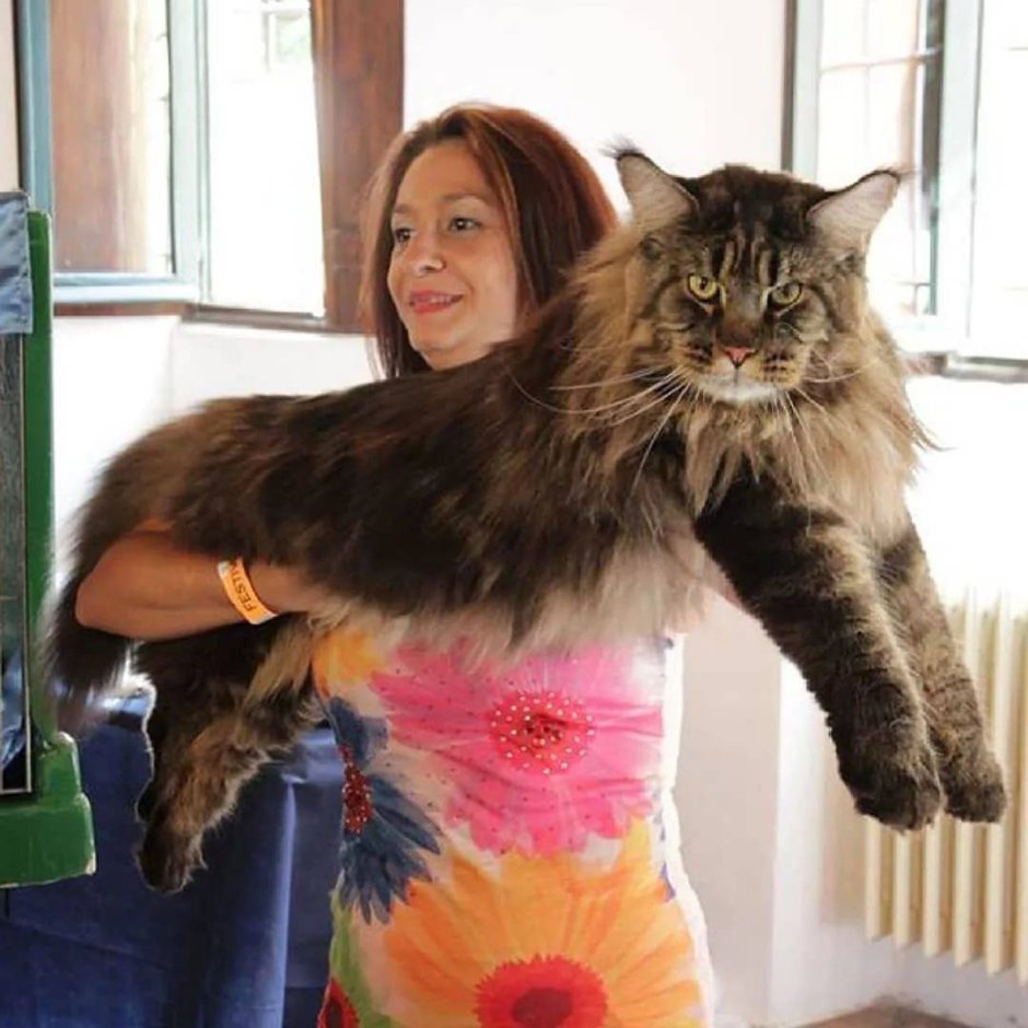 Огромные коты