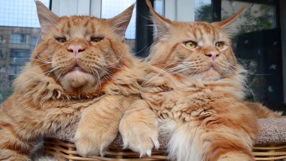 Большой рыжий кот Мейн кун