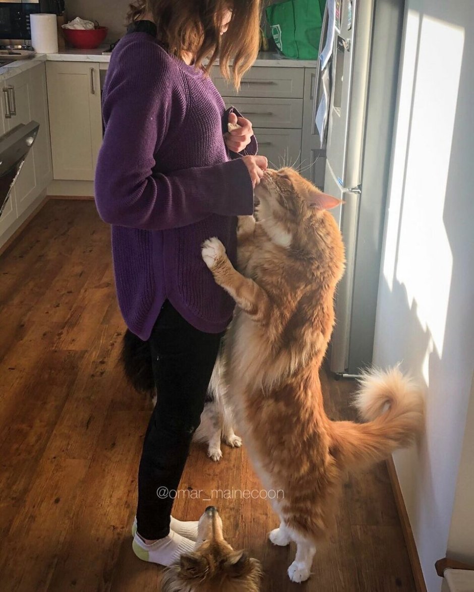 Кот большой породы Мейн кун