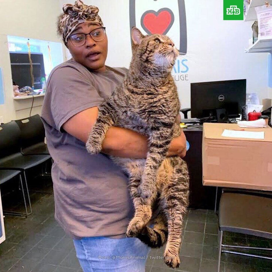 Исполинская кошка