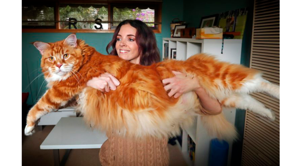 Мейн кун 30 кг