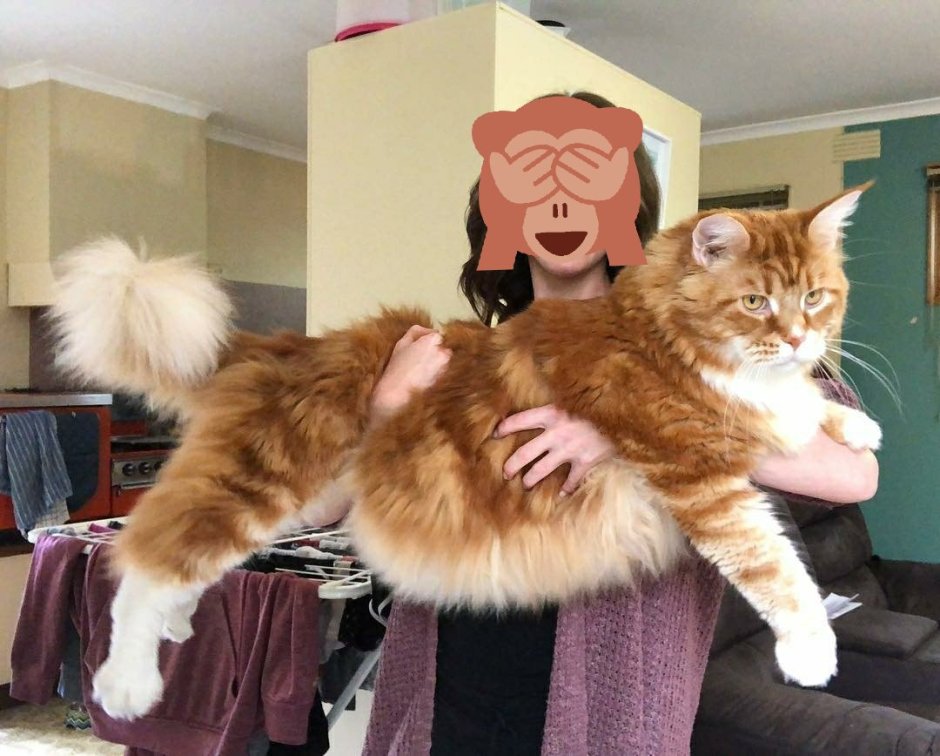 Мейн кун Омар