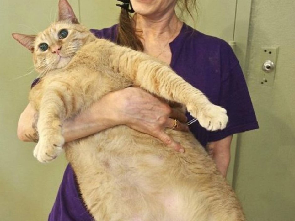 Большой кот Мейн кун