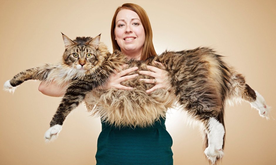 Кот Мейн кун