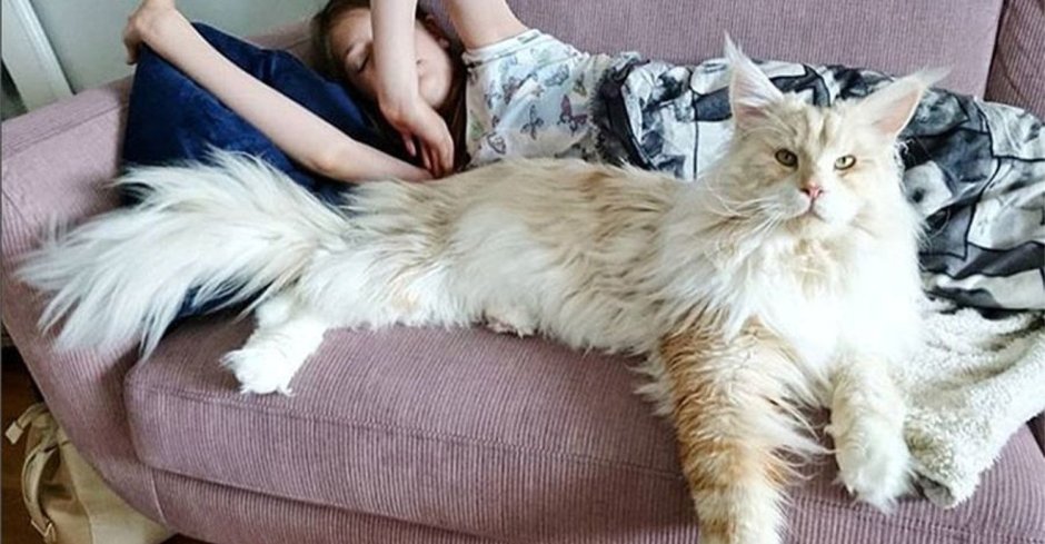 Мейн кун 16 кг