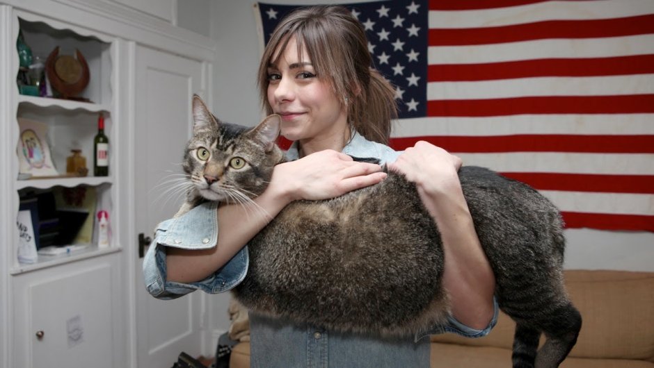 Большой кот Мейн кун