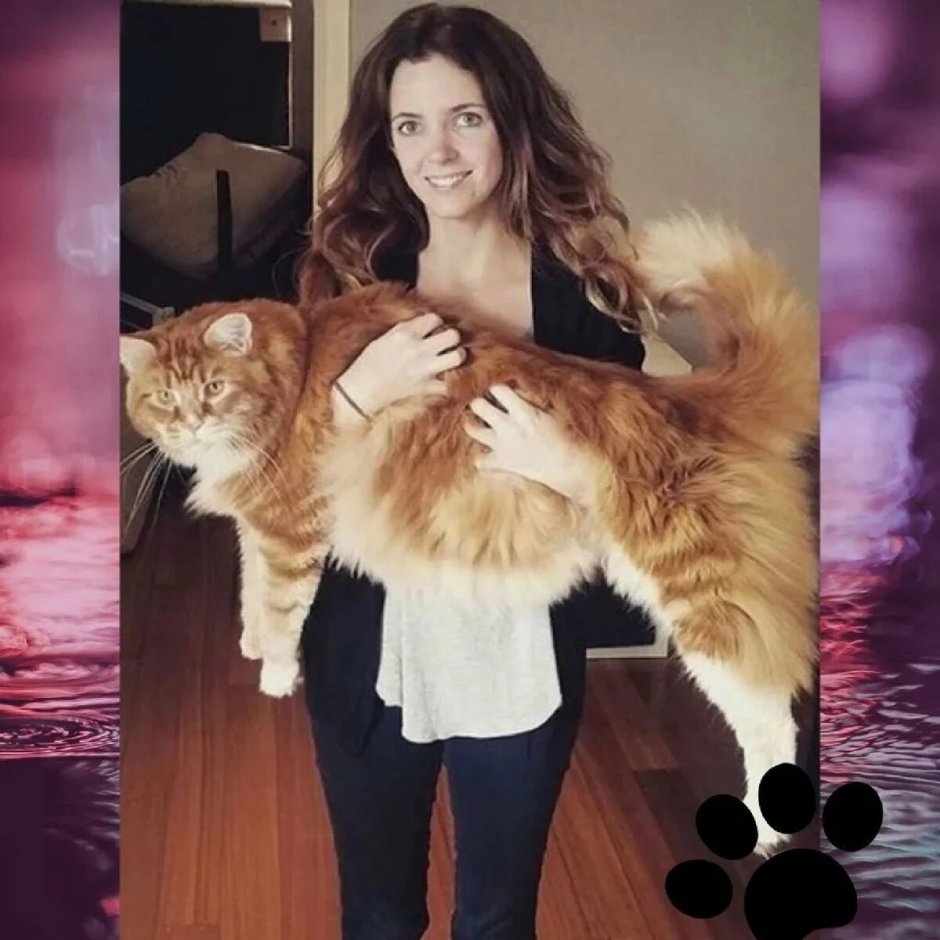 У меня огромный кот