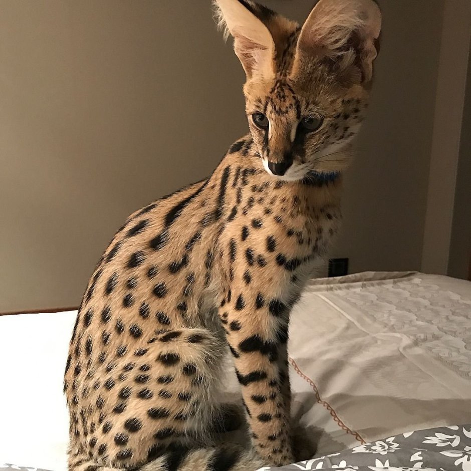 Большой кот Мейн кун