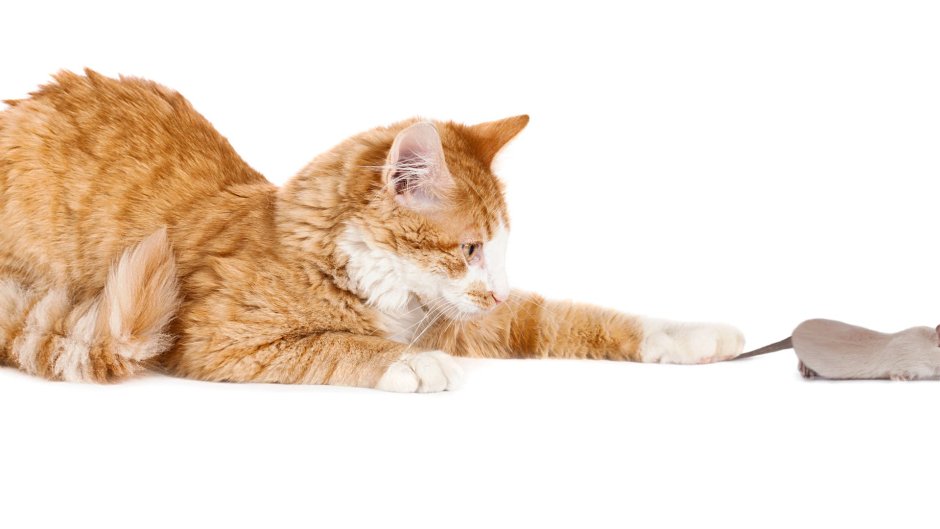 Фелис Катус кот
