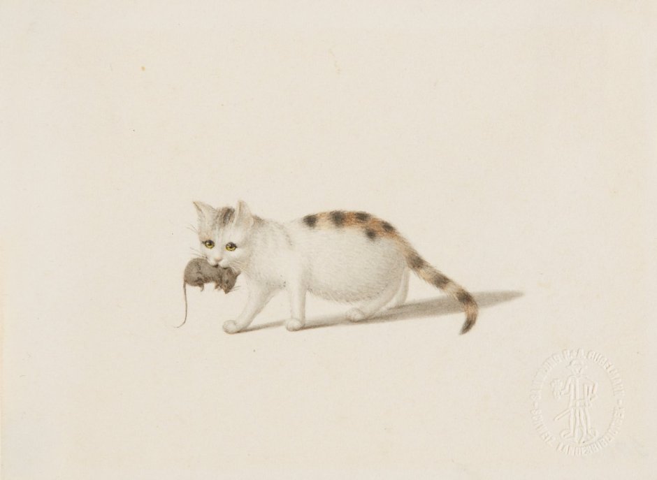 Кот боится мышей