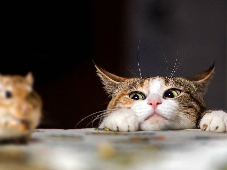 Кошка охотится