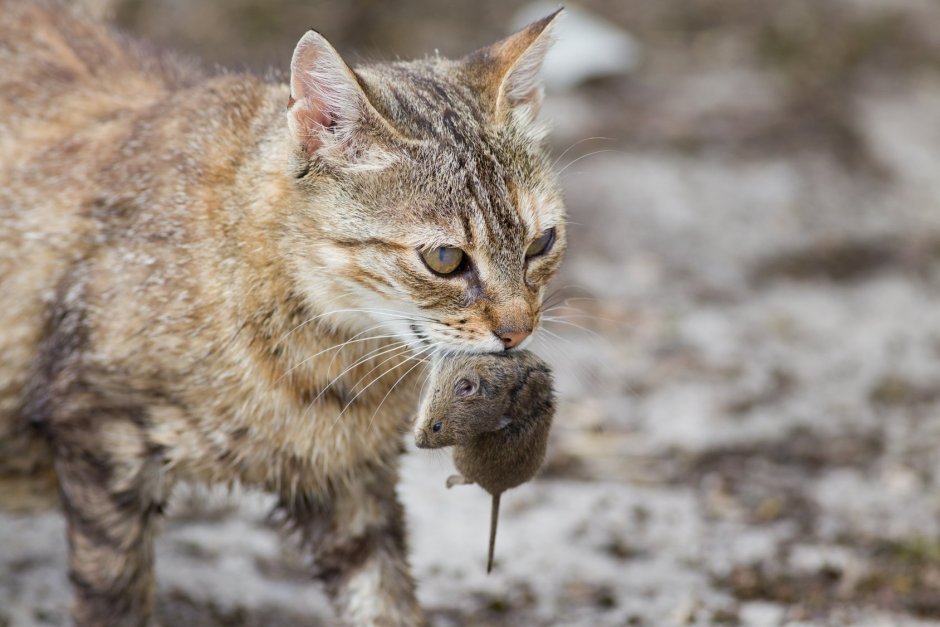 Черная кошка с котятами