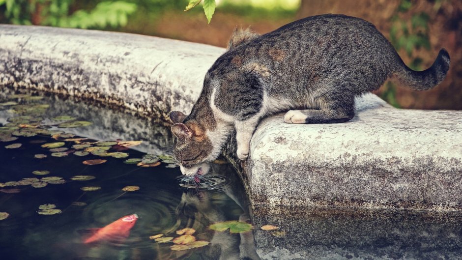 Смешные котята и хомячки