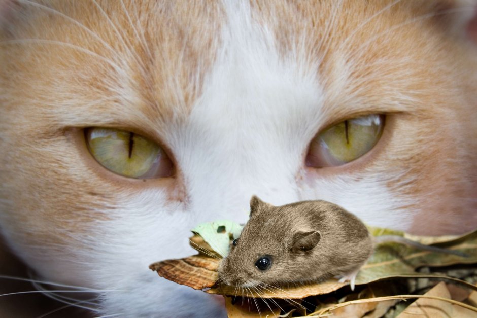 Нарисовать кошку и мышку