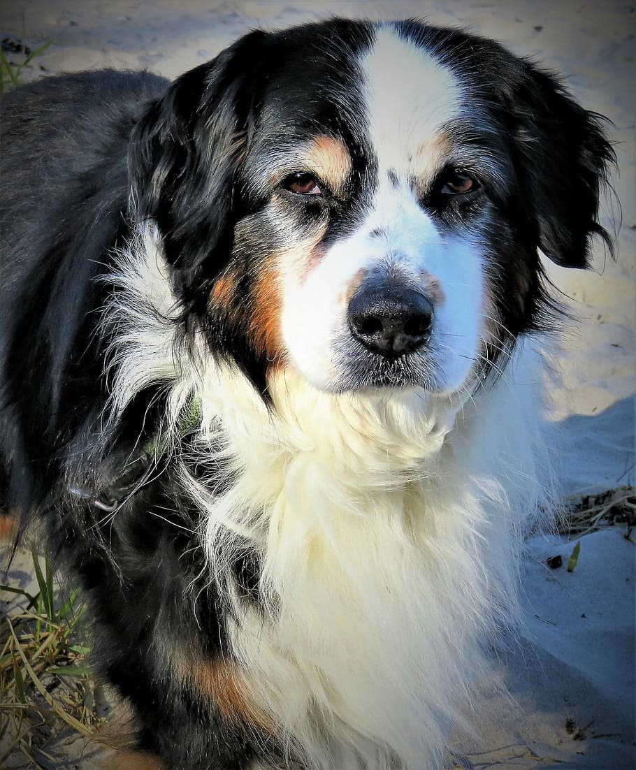 Джек-Рассел-терьер Брокен