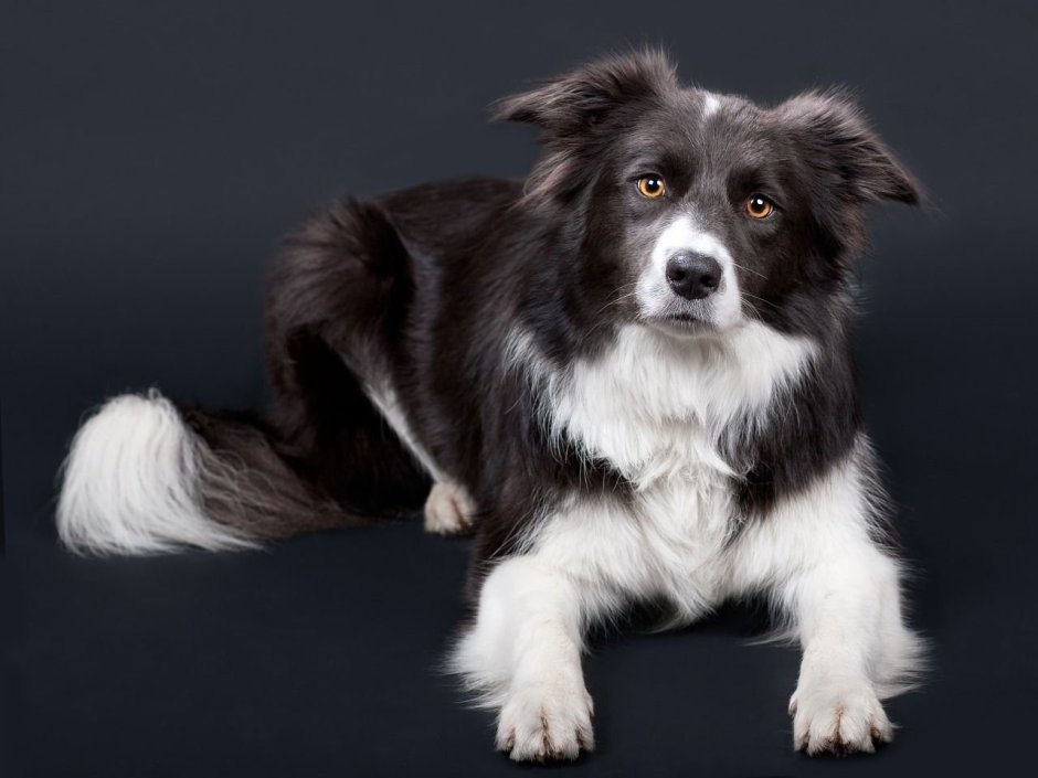 Бигль биколор