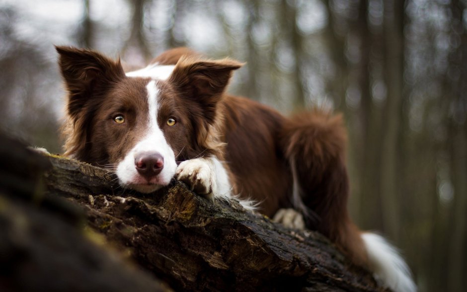 Джек Рассел