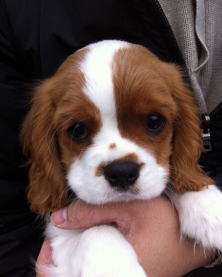 Шоколадный метис хаски