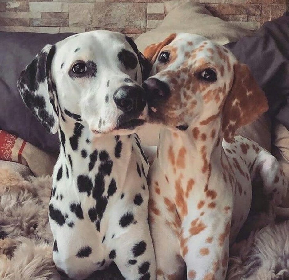 Шотландская чихуахуа