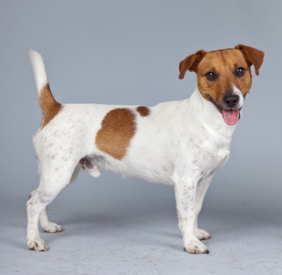 Чарльз кокер спаниель