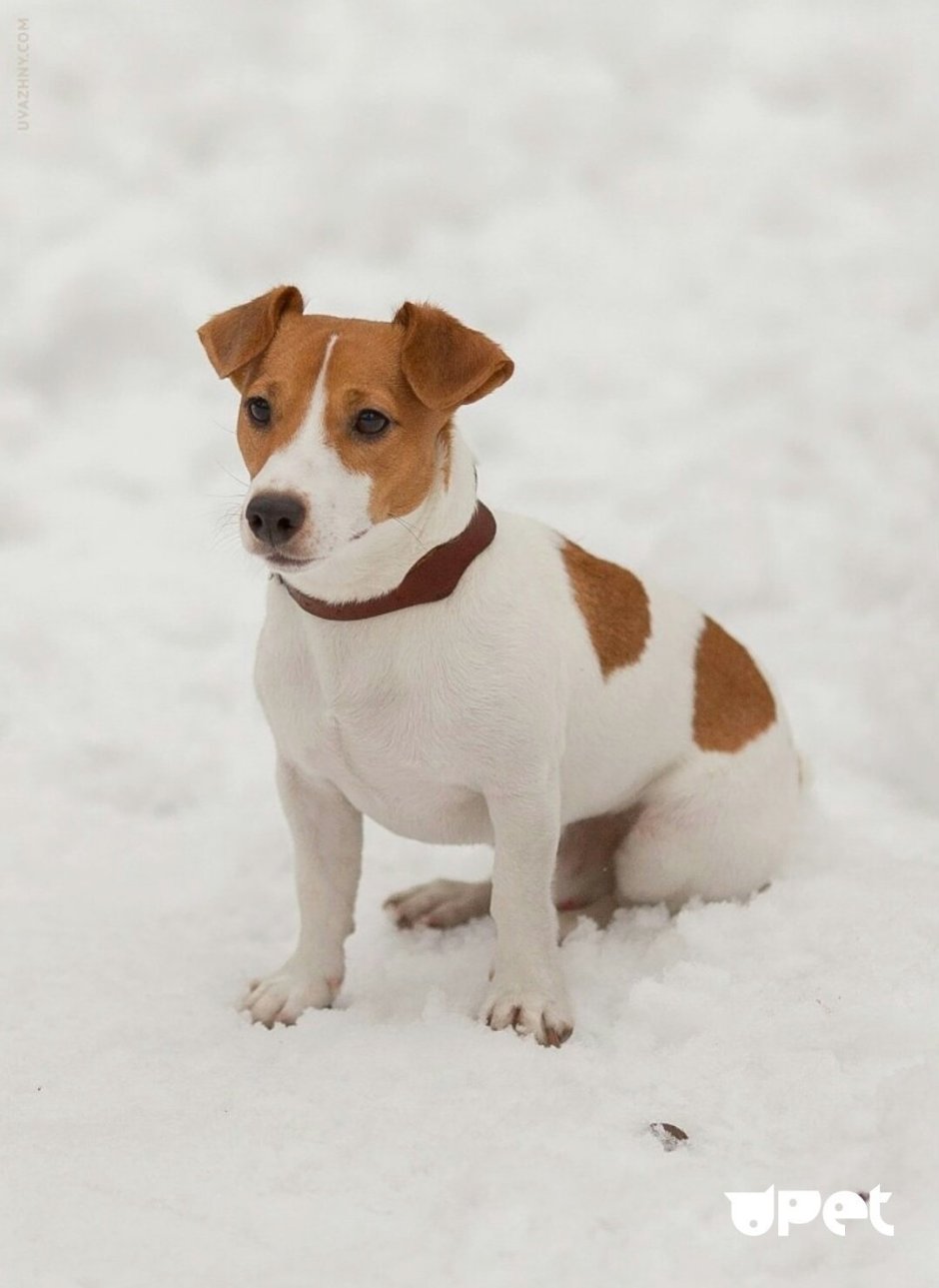 Голландский спаниель коикерхондье