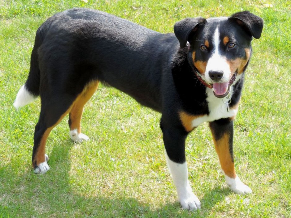 Кинг Чарльз спаниель мини