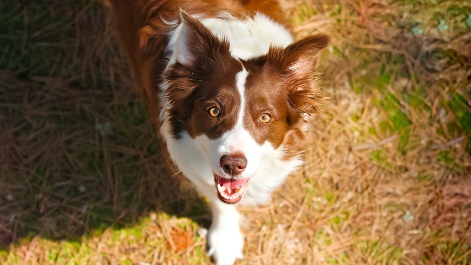 Бордер колли шоколадный