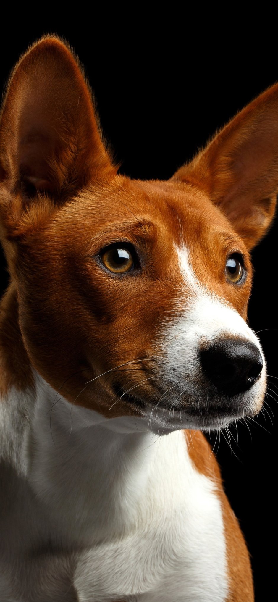 Бордер колли короткошерстный шоколадный