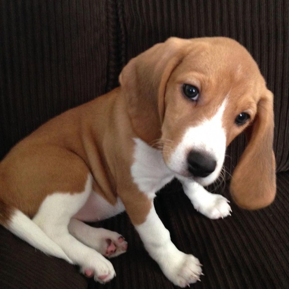 Джек-Рассел-терьер щенок