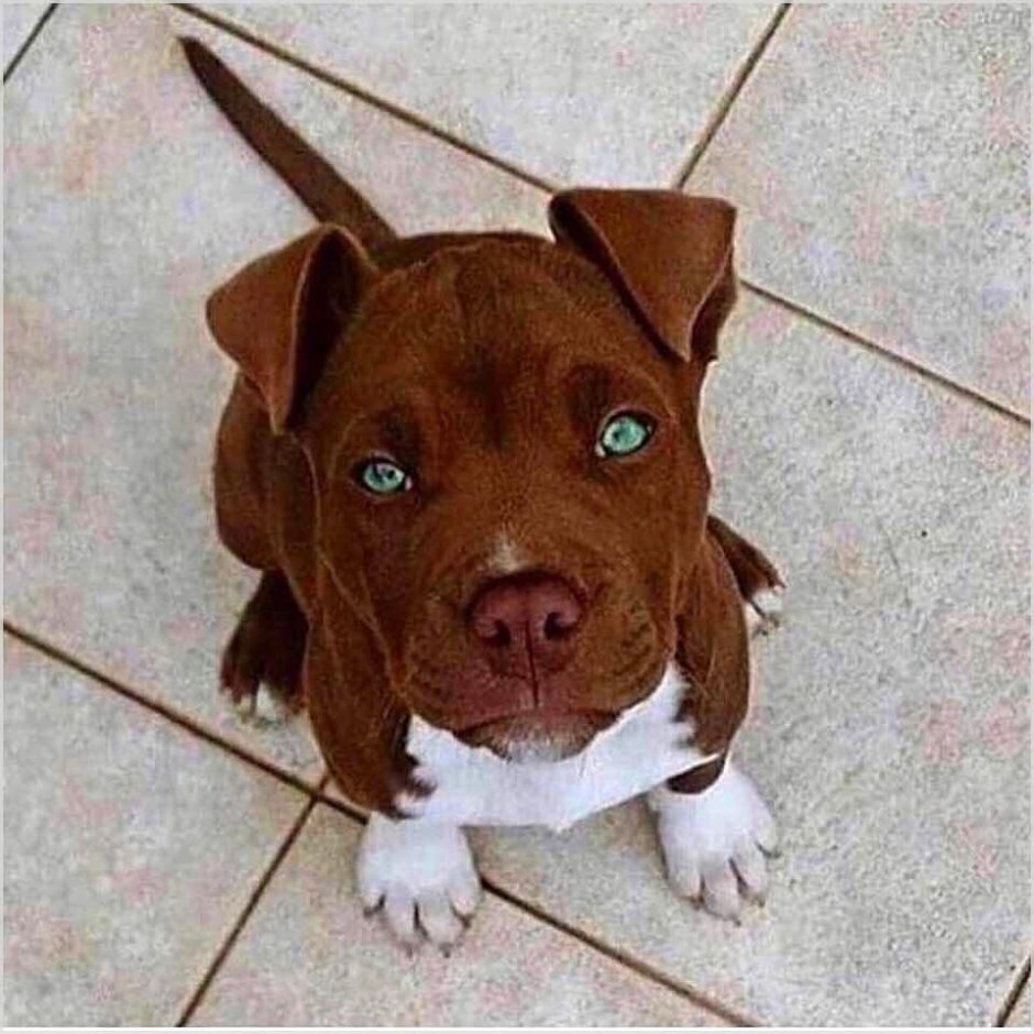 Шоколадный лабрадор с голубыми