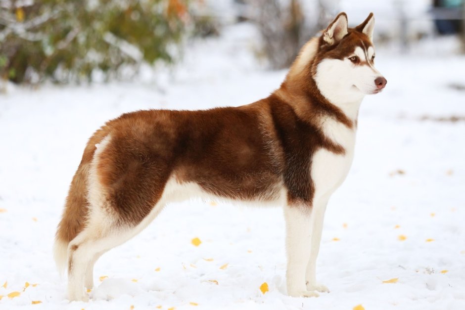 Лабрадор ретривер коричневый