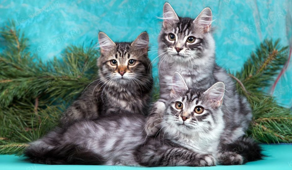 Русская Сибирская кошка котята