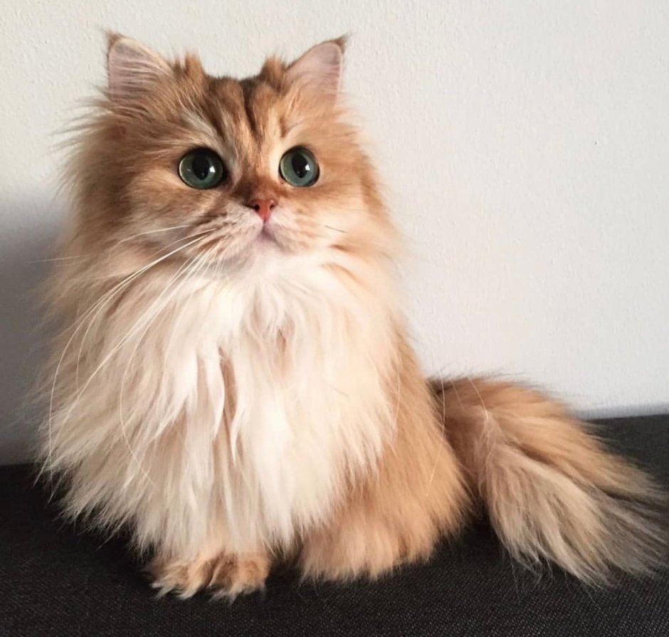 Британская длинношерстная кошка смузи