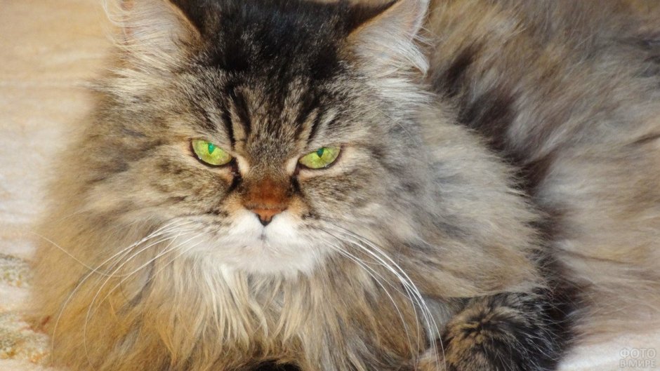 Смесь сибирской кошки