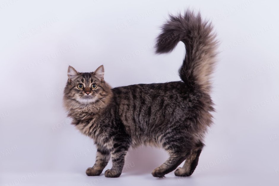 Сибирский длинношерстный кот