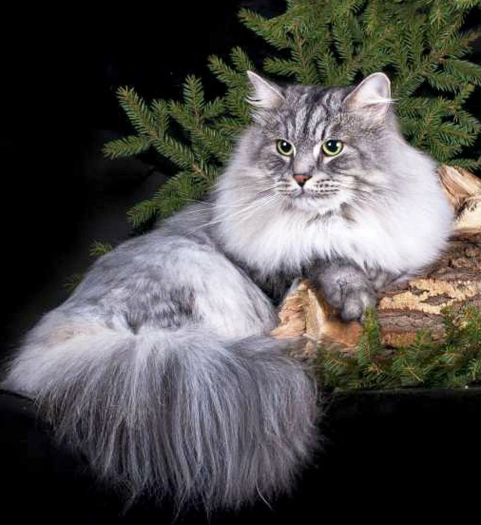 Сибирская кошка