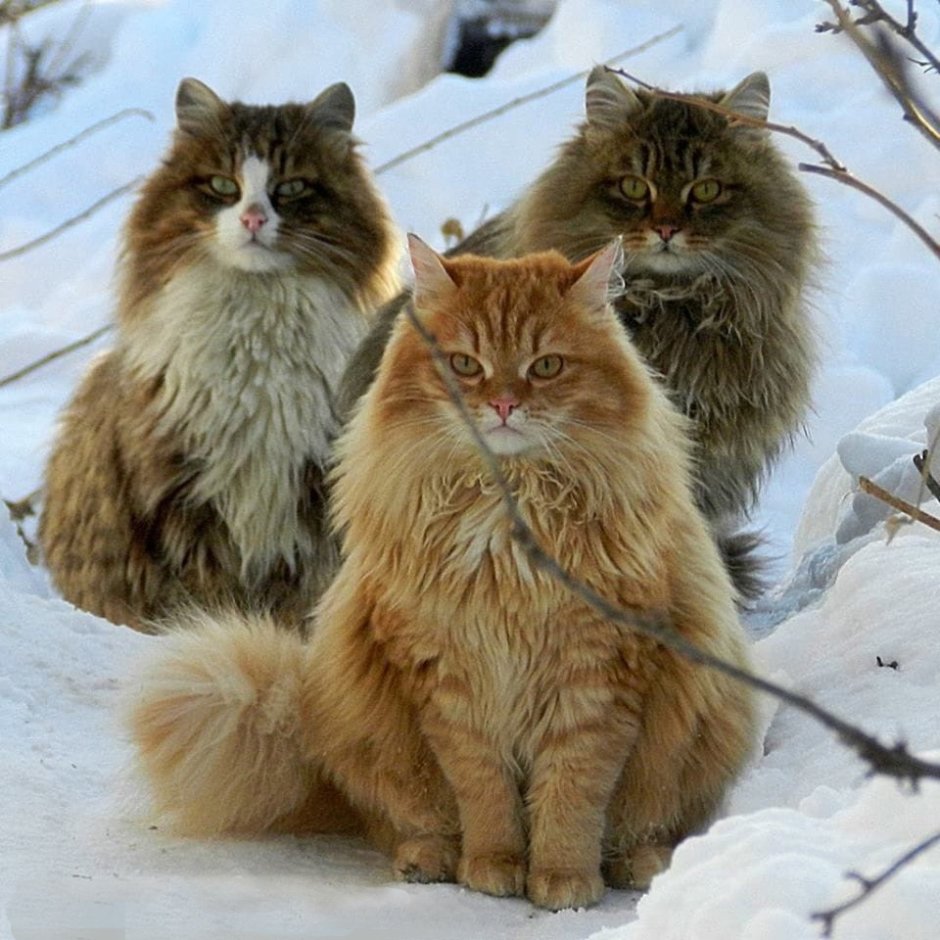 Суровая Сибирская кошка