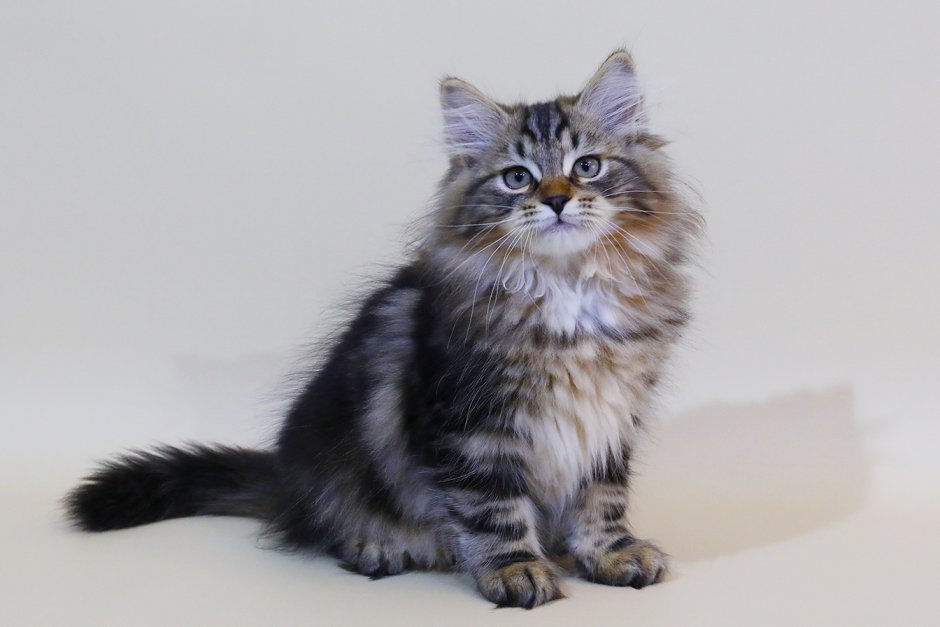 Сибирская сторожевая кошка