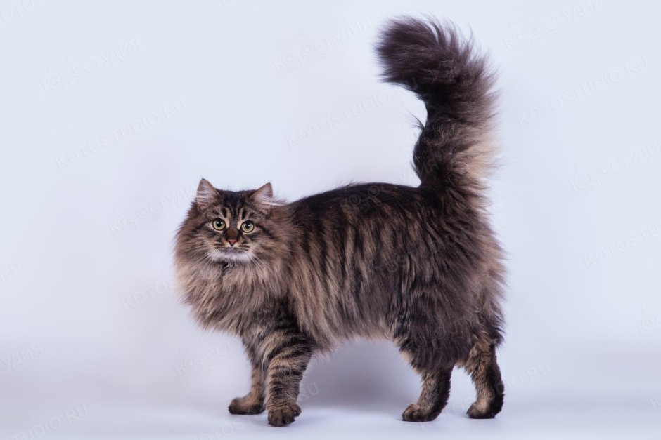 Сибирский кот табби