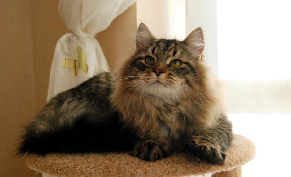 Сибирский кот биколор