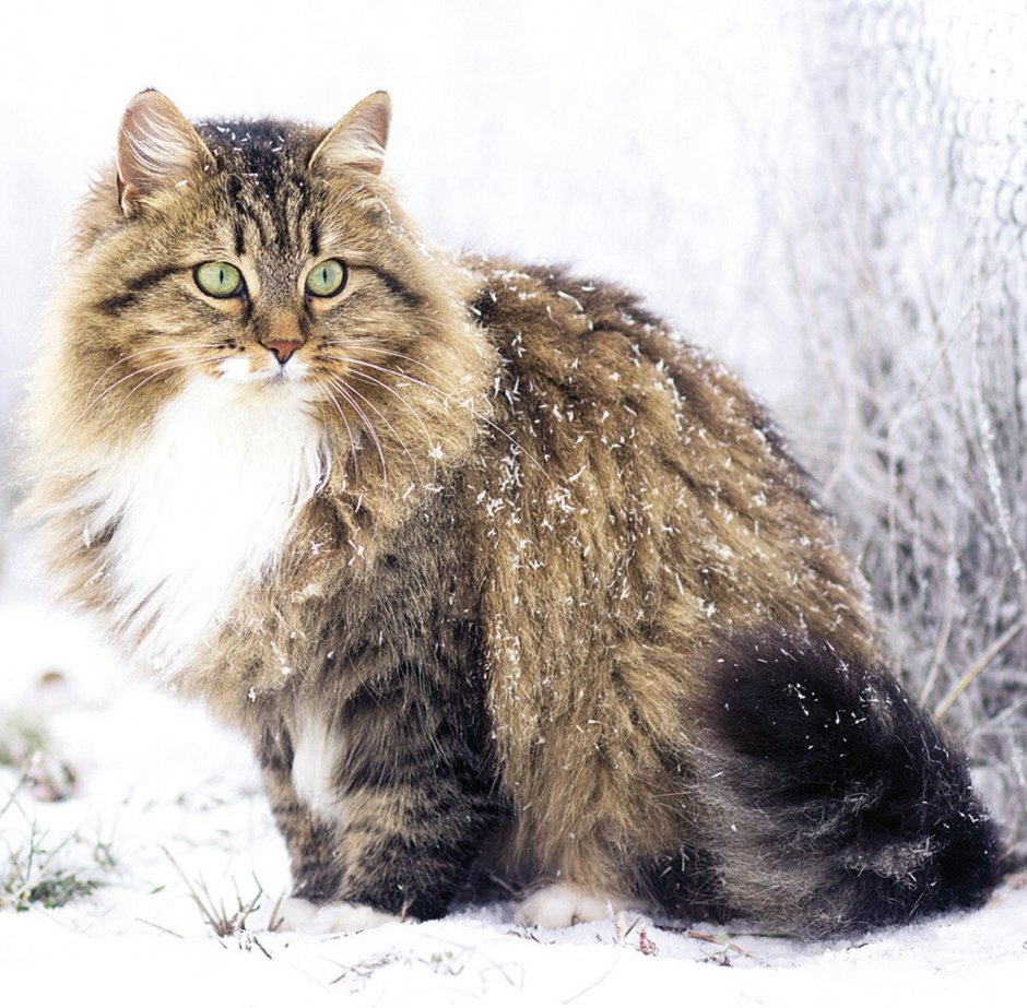 Сибирская длинношерстная кошка