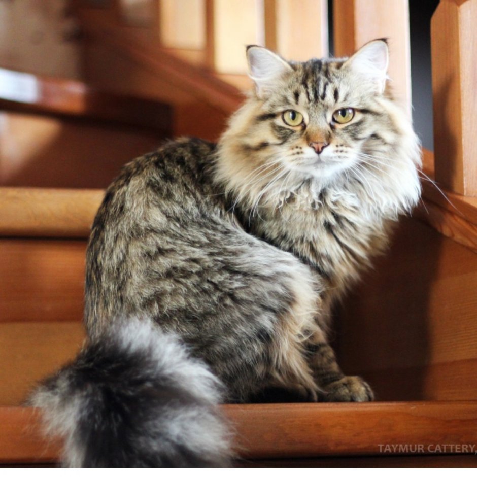 Сибирская кошка табби