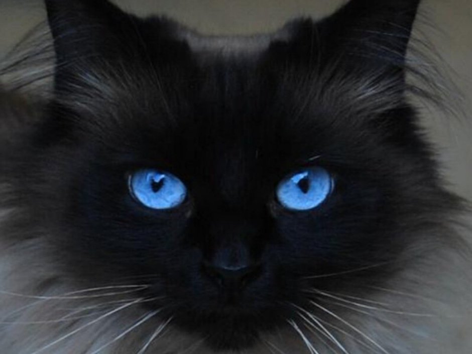 Грустная черная кошка