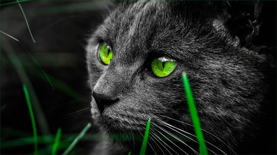 Чёрный кот