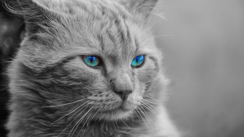 Корат шартрез Картезианская кошка