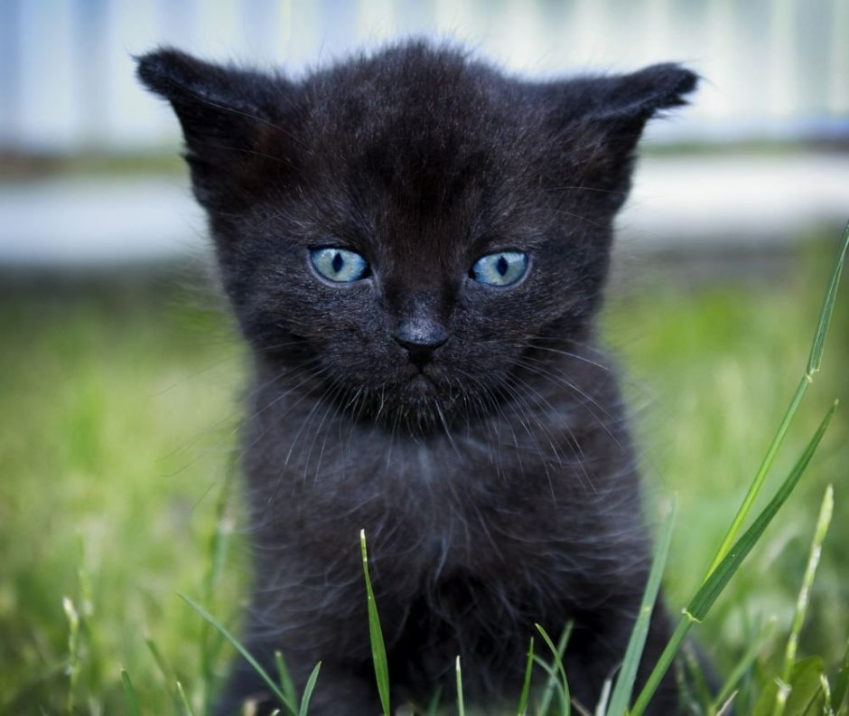 Кошачий глаз