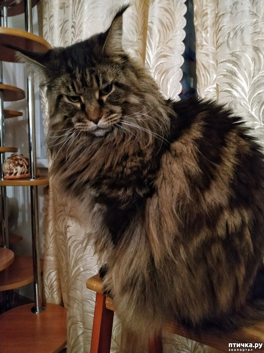 Помесь Мейн куна